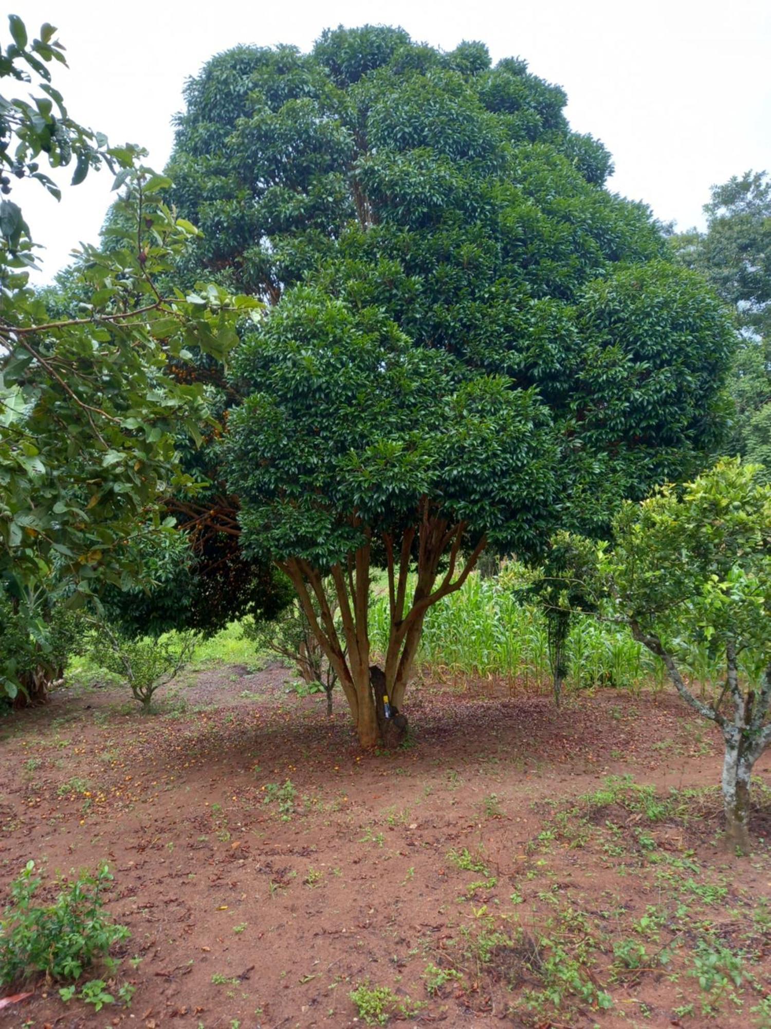 Pousada La Na Roca Paraisópolis المظهر الخارجي الصورة